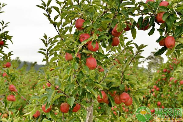 苹果7—8月份病虫害防治月历