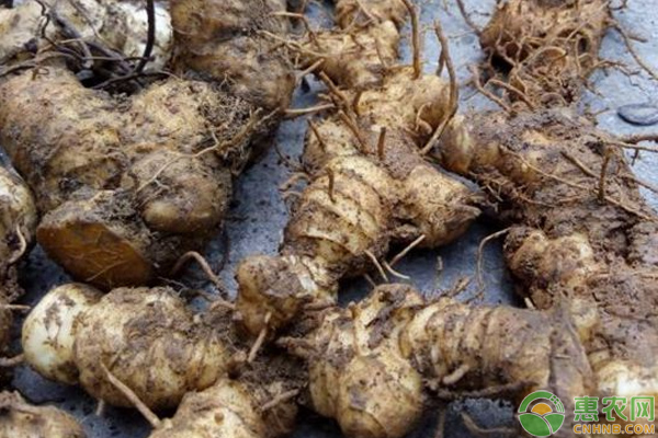 黄精种植怎么防治地老虎？浅谈黄精种植地老虎危害及防治方法