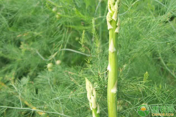 芦笋家庭种植