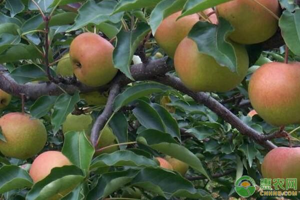 甘肃民乐密植苹果梨夏季修剪技术