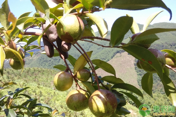 油茶芽苗砧嫁接茶花繁育技术