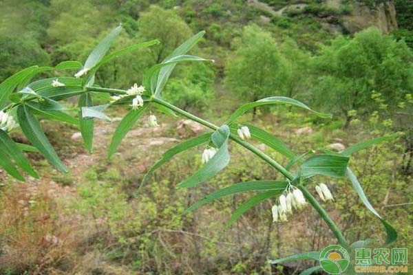 黄精栽培怎么除草？中药黄精栽培的除草技术