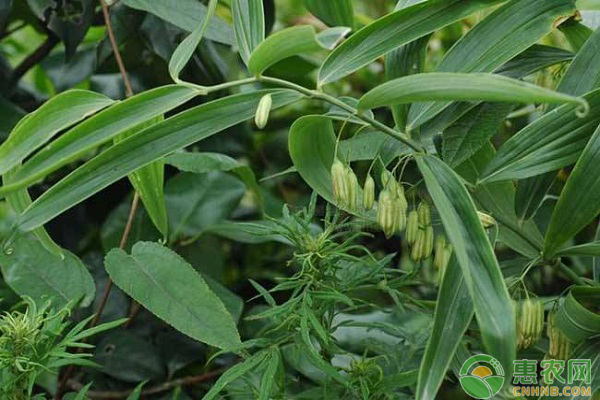 黄精栽培怎么除草？中药黄精栽培的除草技术