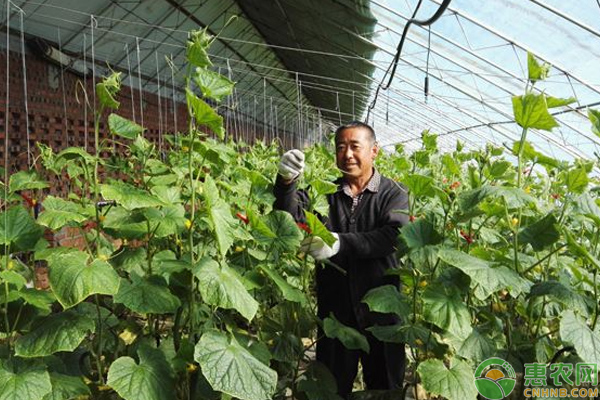 浅谈寒地棚室蔬菜栽培技巧