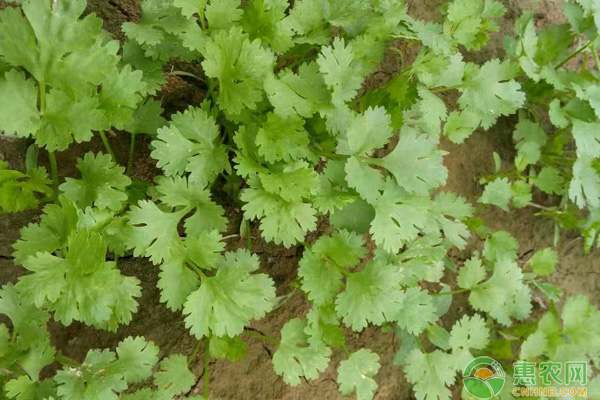 香菜种植出苗快做法