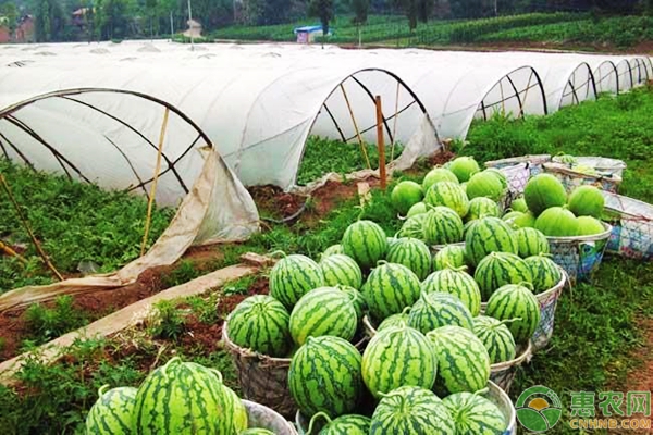 西瓜定植后打蔫的原因及解决方法