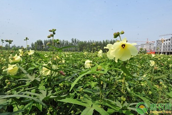 浅谈金花葵花特点及种植管理技巧