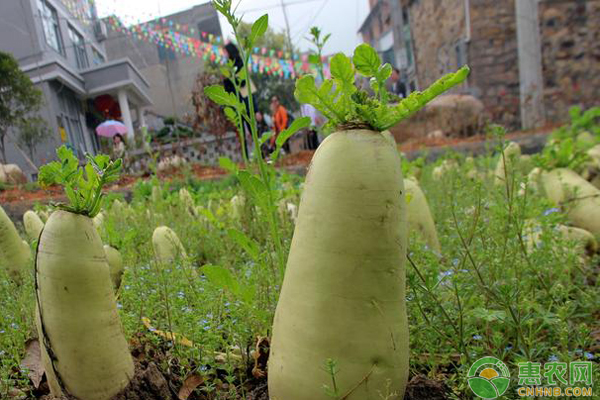 萝卜种植方法