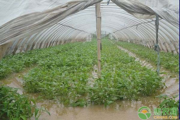 雨季下的蔬菜怎么管理？做好这三点就行了