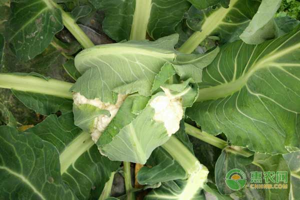 陈场镇露地松花菜—西瓜—松花菜栽培模式介绍