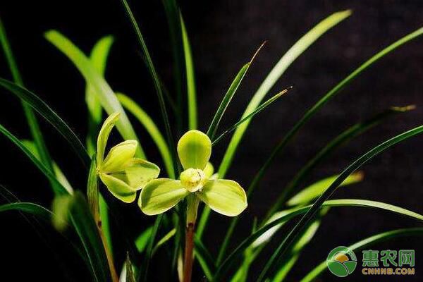 盆栽兰花为何会出现僵芽？盆栽兰花僵芽补救方法