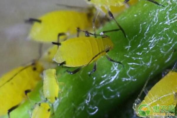 家庭养殖花卉常见虫害有哪些？花卉常见虫害防治方法