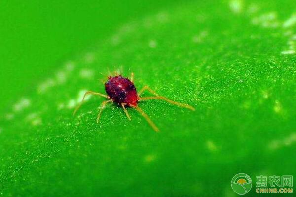 家庭养殖花卉常见虫害有哪些？花卉常见虫害防治方法