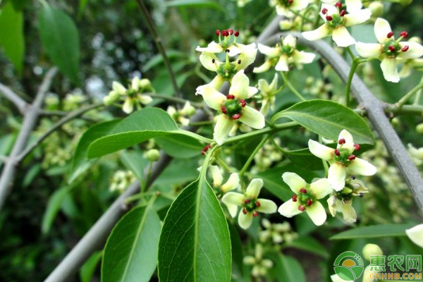 丝棉木的生物学特性及其育苗技术