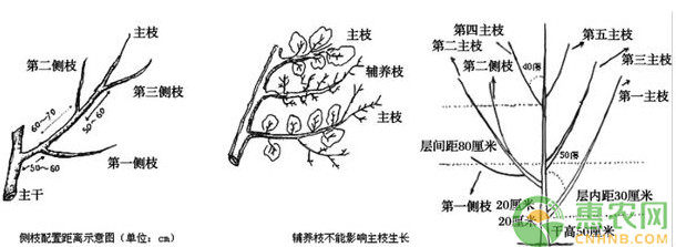 石榴树各生长阶段的修剪方法