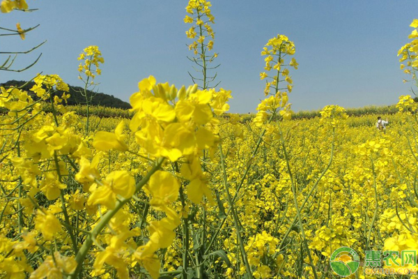 油菜分段结实怎么办？油菜分段结实的原因分析及防治措施