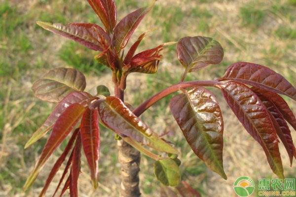 蔬菜种植课堂：这几种蔬菜一次种植可多次采收，很多人都知道！