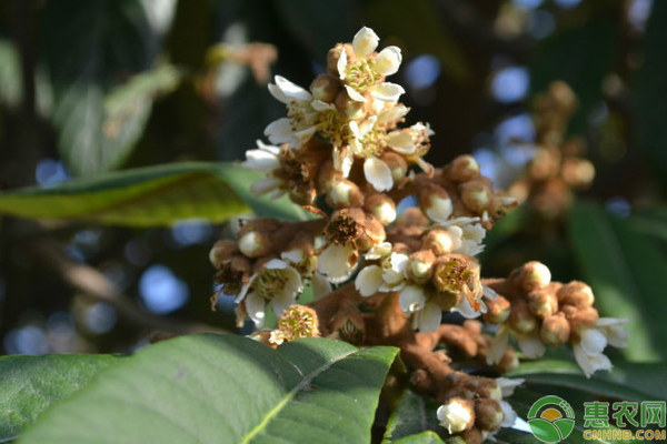 枇杷花蕾期病园间管理及病虫害防治技巧