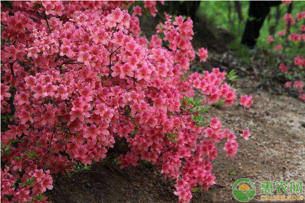 杜鹃花秋季管理方法及养护要点