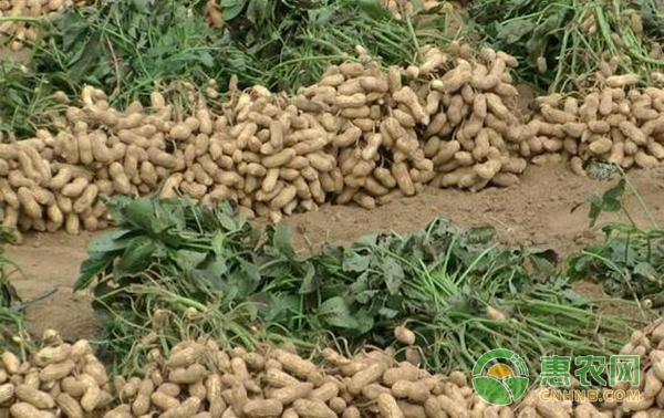 花生种植后期管理技术要点