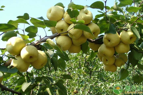 梨树一年花开两季是什么原因造成的？