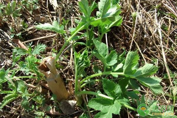 老山芹塑料大棚、露地栽培高效生产技术