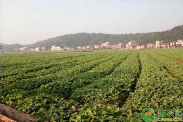 黄河中下游甘蓝型冬油菜高效栽培技术