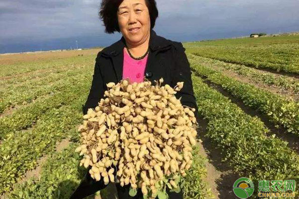 春播花生和夏播花生哪个好