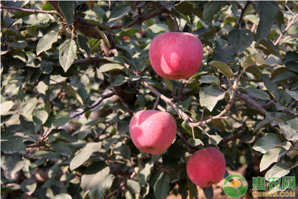 苹果树9—10月份病虫害防治月历