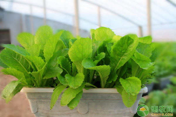 大棚蔬菜病虫害发生特点及防治要点