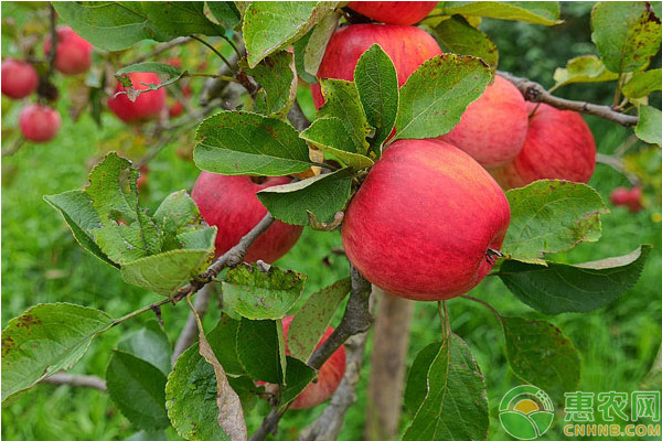 苹果树9—10月份病虫害防治月历