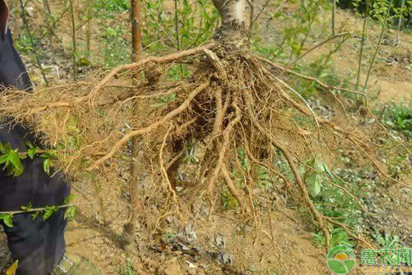 促进植物根系生长方法