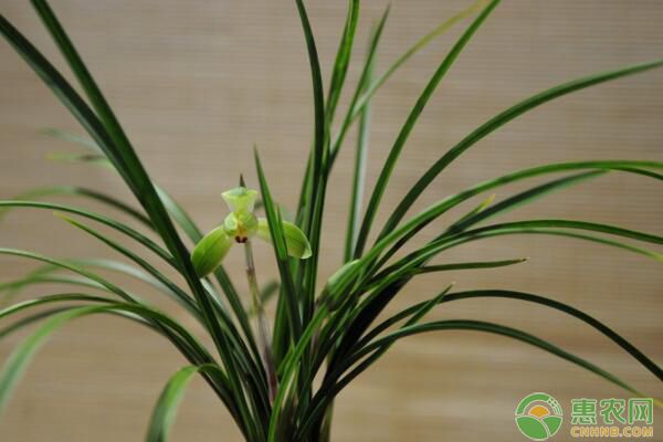 兰花浇水多久一次？兰花浇水最佳时间及浇水要点