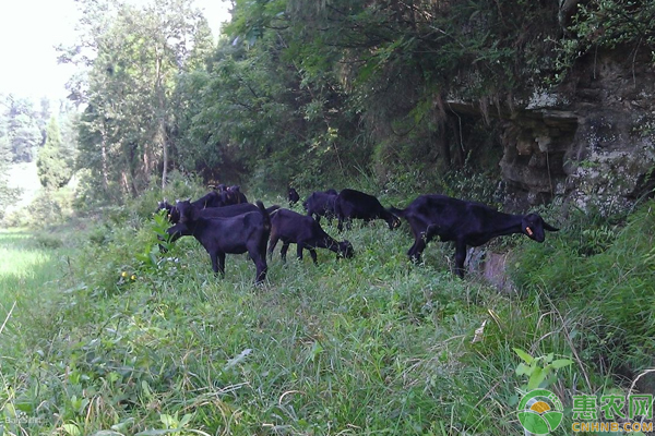 黑山羊养殖前景如何？怎么养效益高？（附病害防治方法）