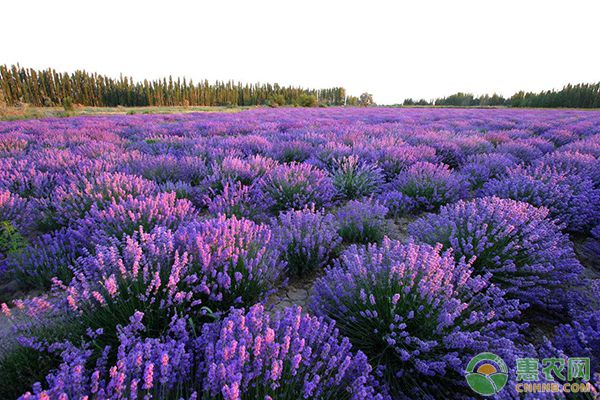 苏北地区薰衣草中耕除草、浇水施肥等要点讲解