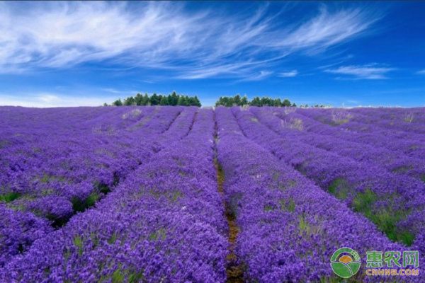 苏北地区薰衣草中耕除草、浇水施肥等要点讲解