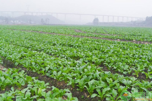 油菜高产种植需注意什么？这些选种、田间管理技巧是关键