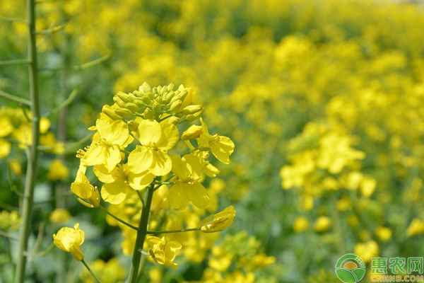 油菜高产种植这些选种、田间管理技巧是关键