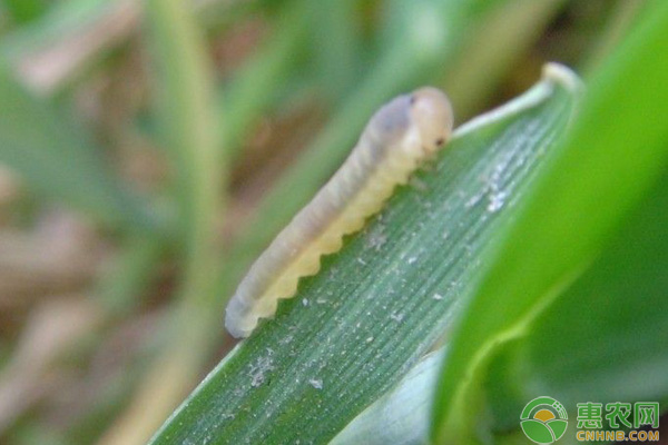 麦叶蜂对小麦危害