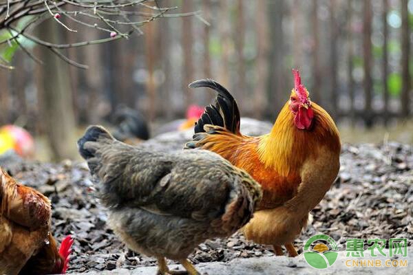 肉用种公鸡产蛋期的饲养管理要点