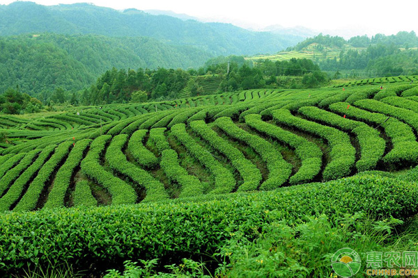 西湖龙井茶园管理