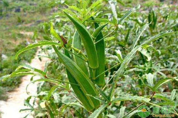 秋葵种植时间和种植方法介绍