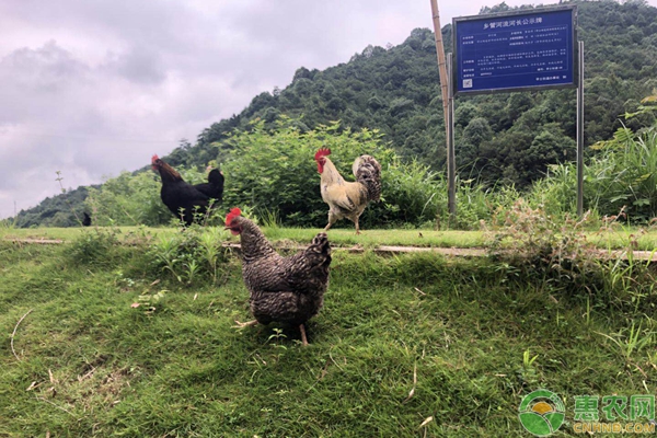 土鸡养殖注意要点