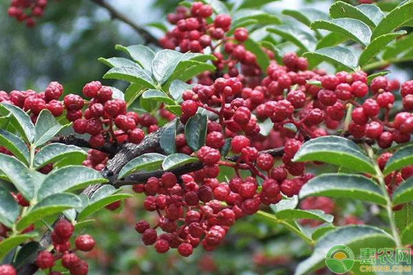 花椒的种植技术要点