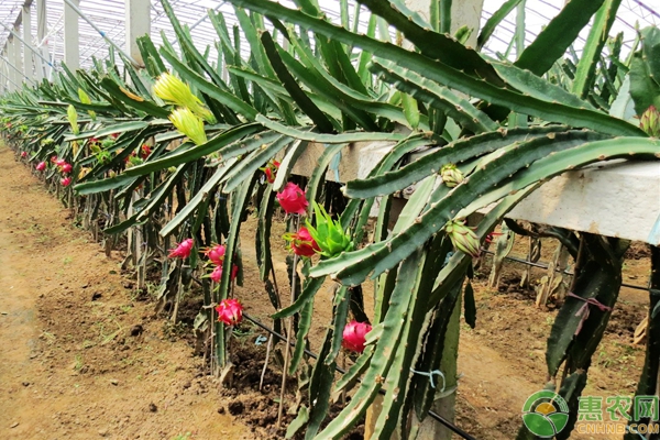 寒冷多雨季节火龙果的种植管理要点