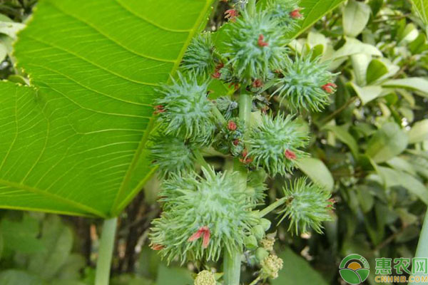 大麻子种植要点