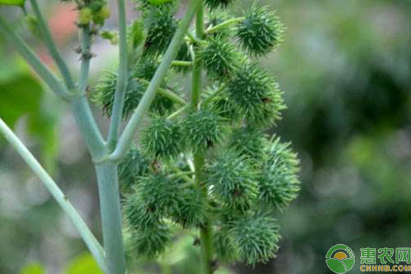 大麻子种植技术