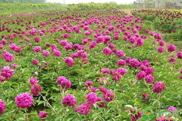 牡丹花冬季室内催花品种选择及催花技术