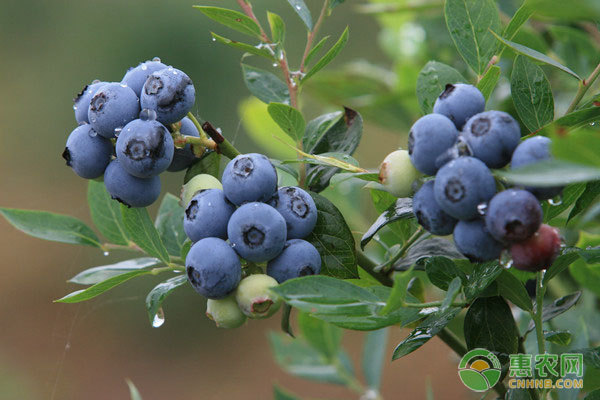 蓝莓休眠期、催芽期、开花期、果实发育期管理要点