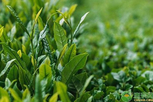 茶叶种植管理要点介绍